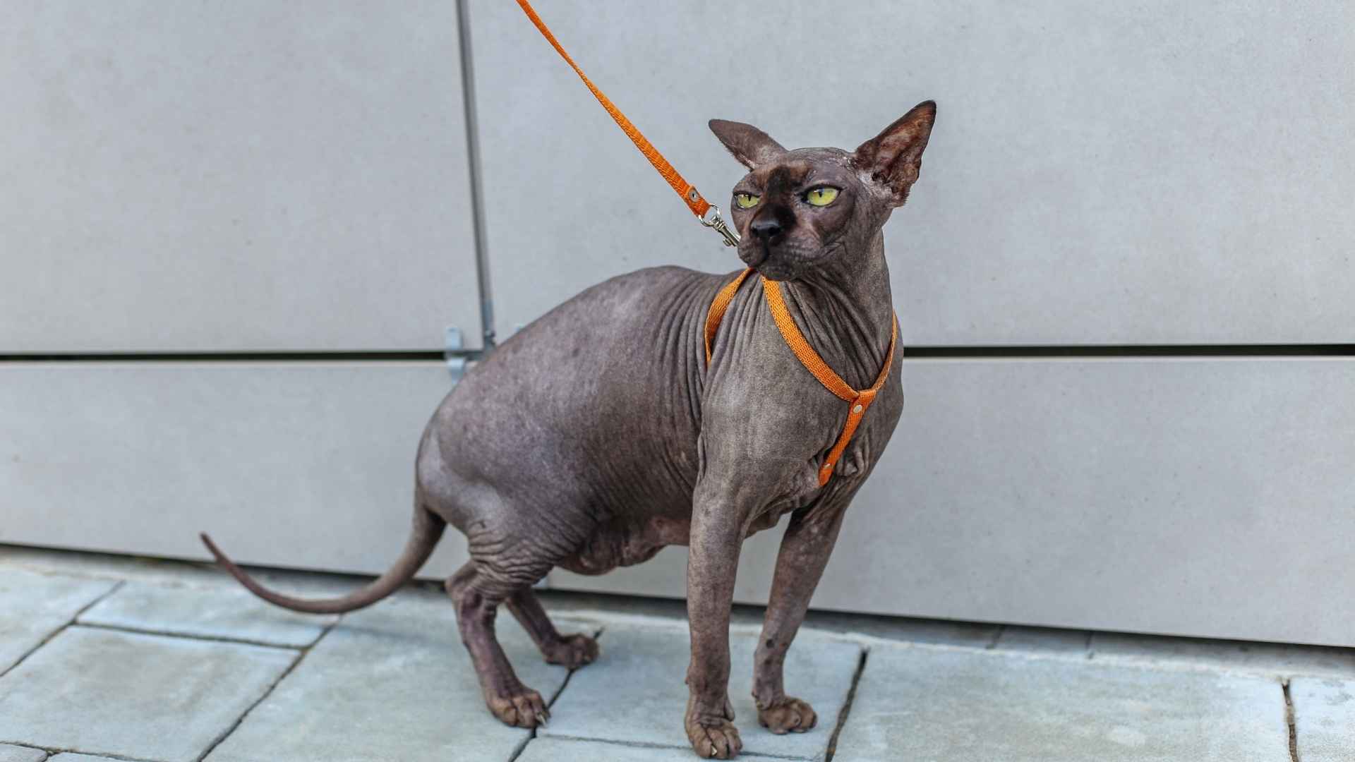 gatos paseando con correa